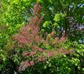 هوگزا،گز معمولی، گز فرانسه،  TAMARISK